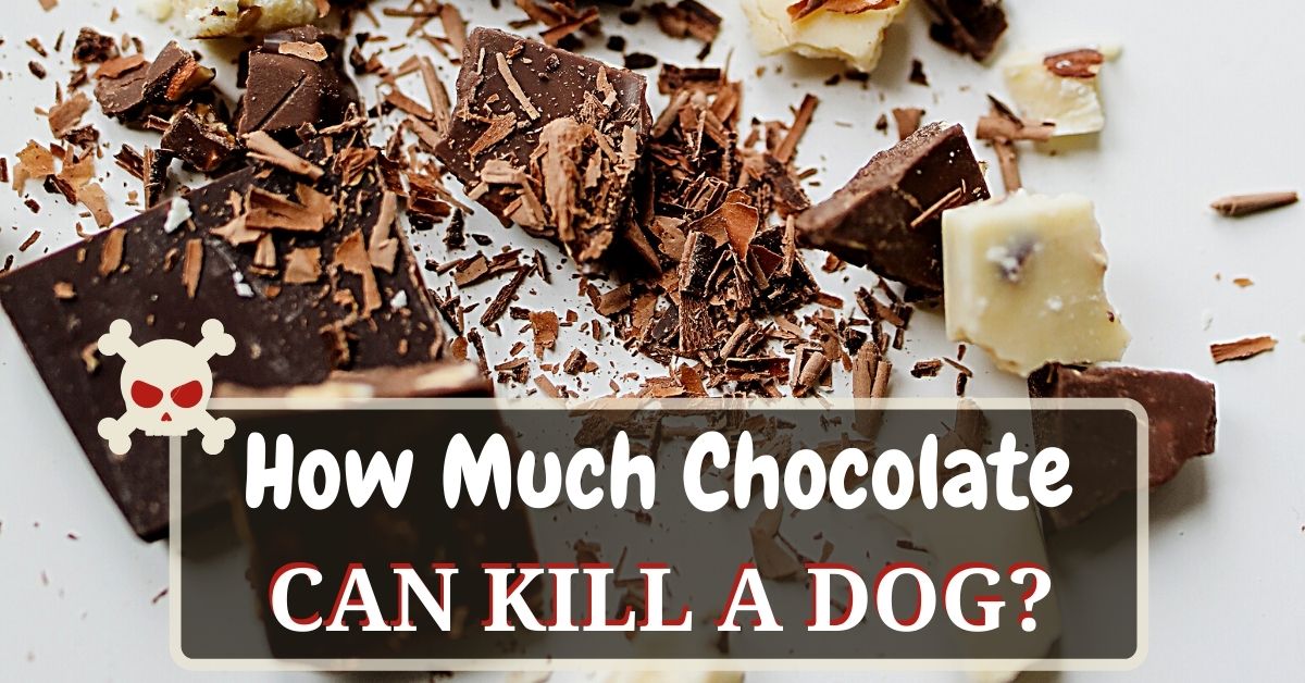 How Much Chocolate Can Kill A Dog Dog Food Heaven