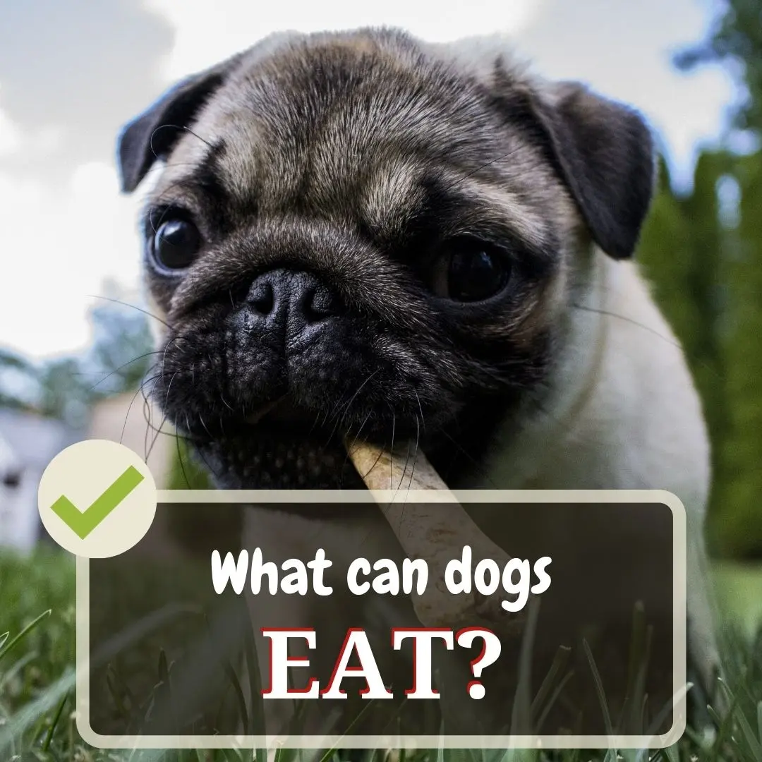 what can dogs eat