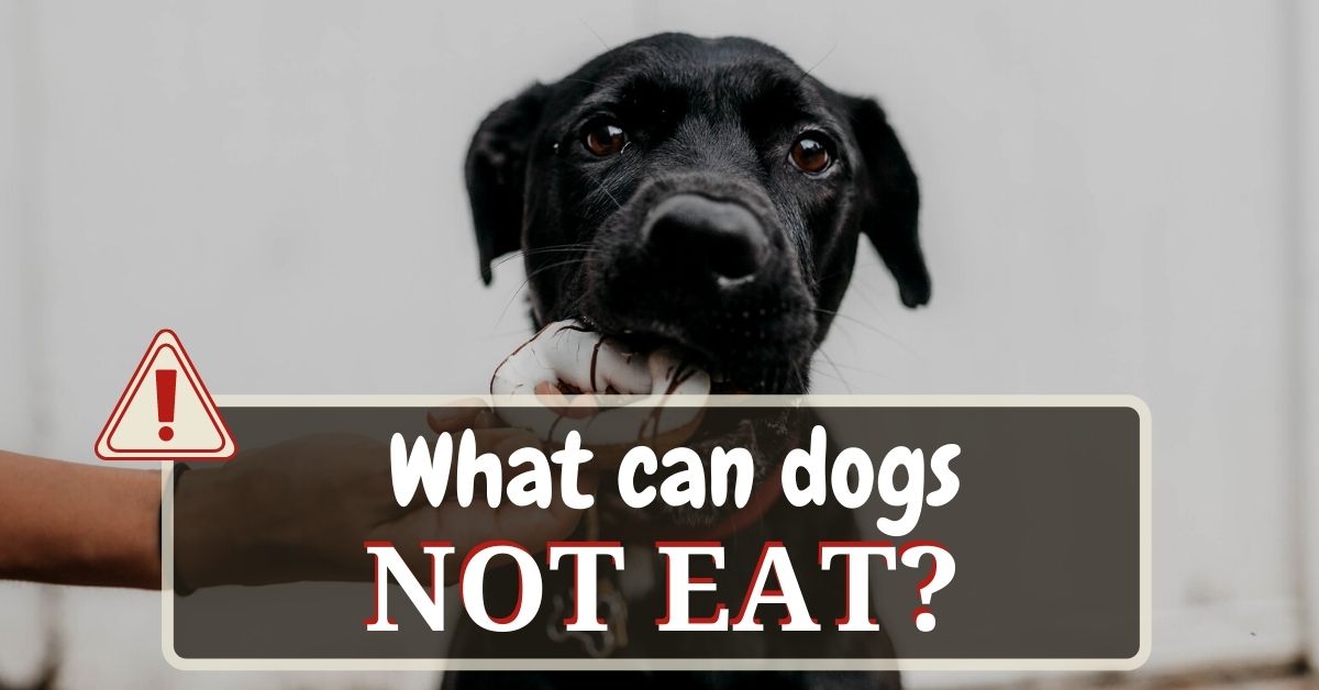 what ingredients can dogs not eat