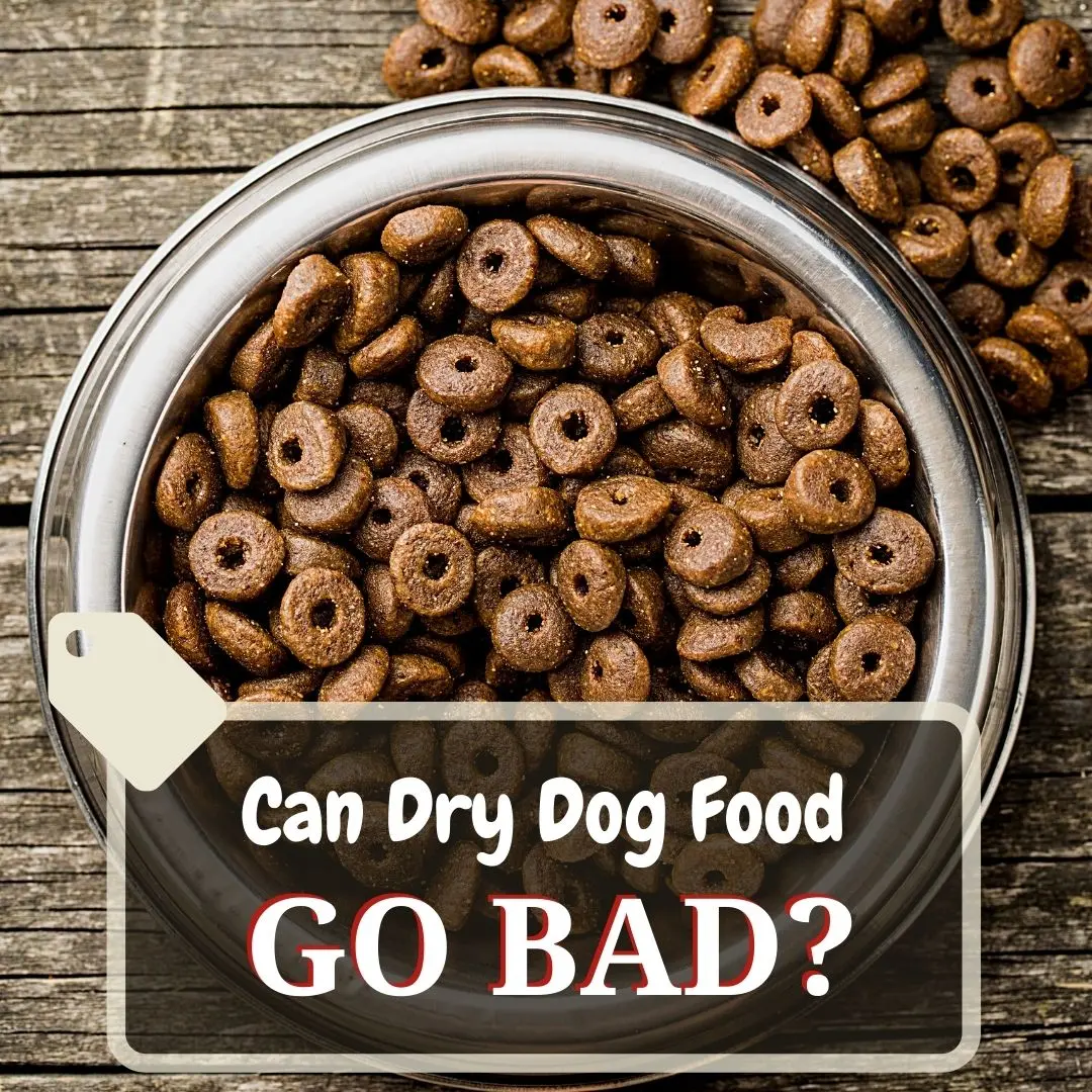 can dry dog food go bad