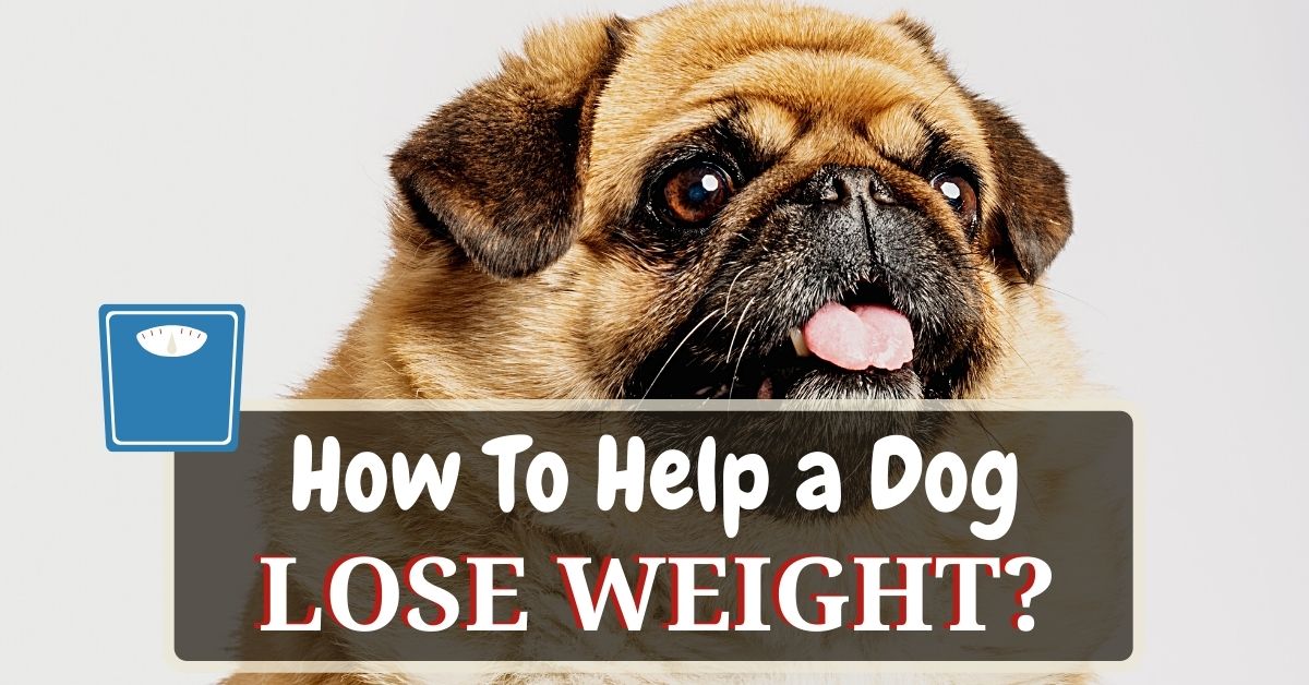 How To Help A Dog Lose Weight? 12 Dog Weight Loss Tips - Dog Food Heaven