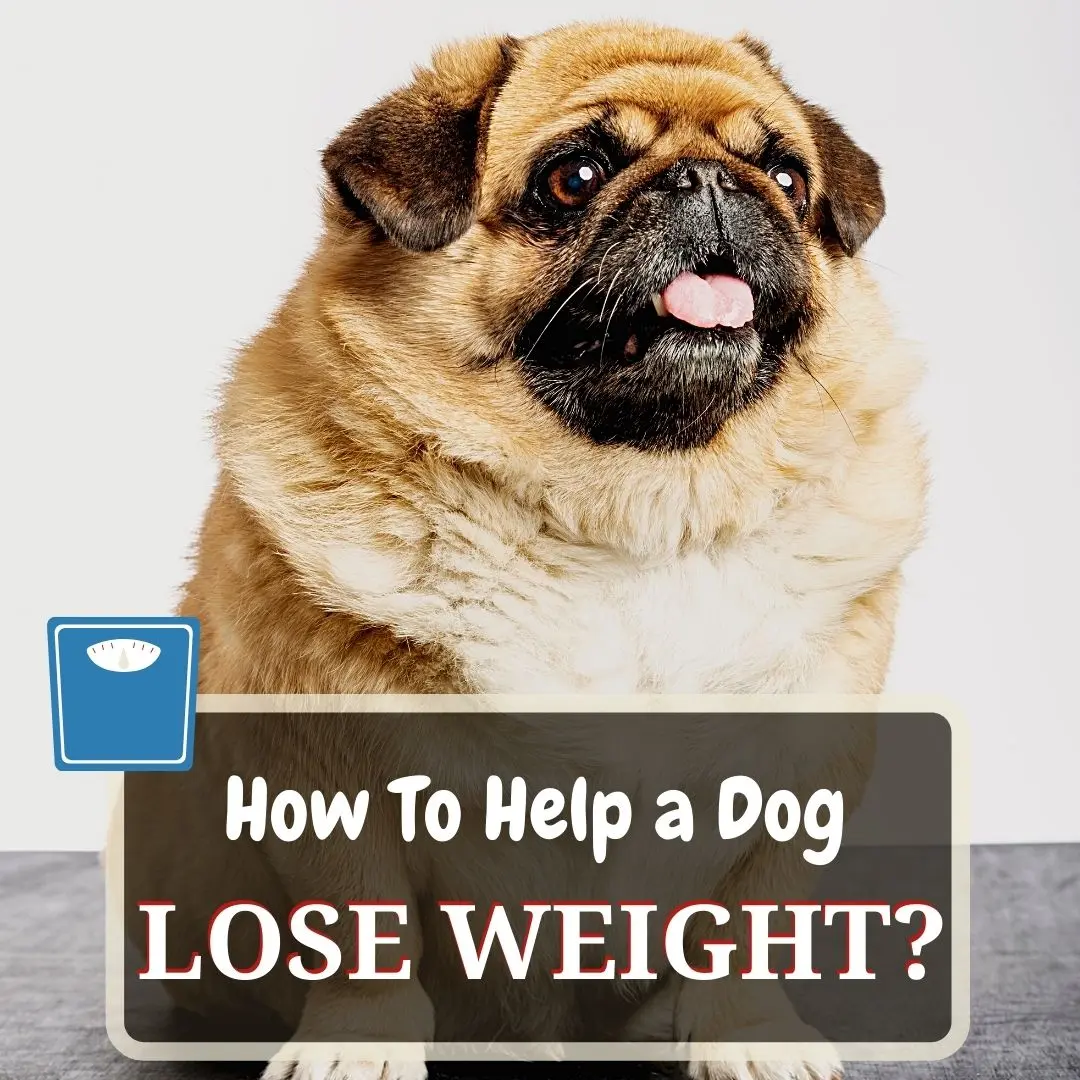 dog weight loss