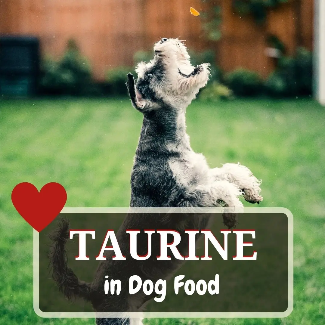 taurine in dog food
