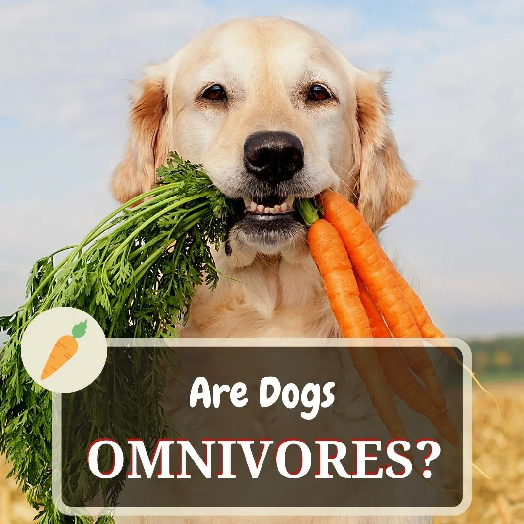 are dogs omnivores