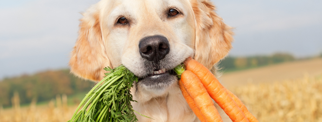 dog eating carrots