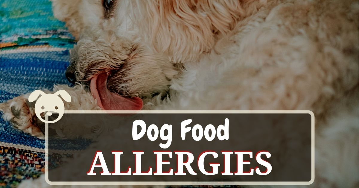 Dog Food Allergies: Symptoms, Causes & Treatment - Dog Food Heaven