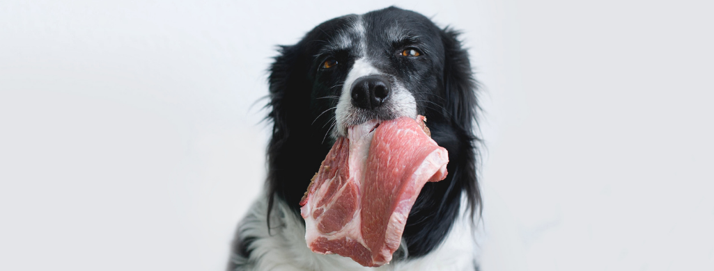 dog with raw meat