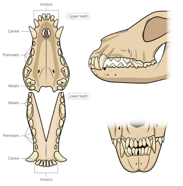 Are Dogs Omnivores or Carnivores? - Dog Food Heaven