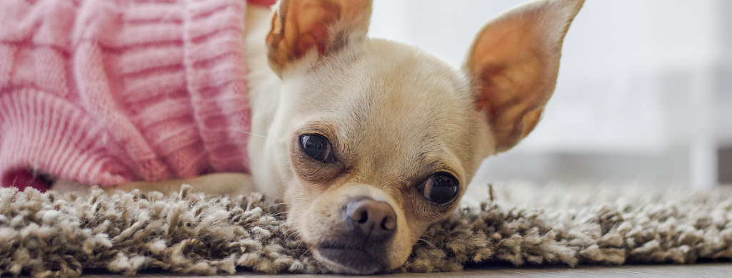 The best dog food for chihuahuas