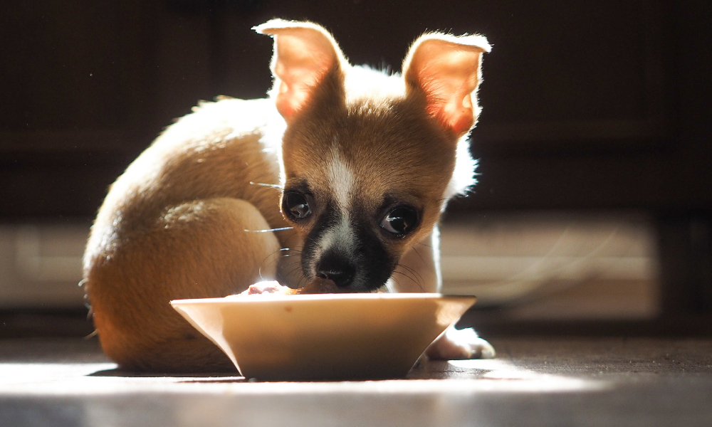 chihuahua puppy eating