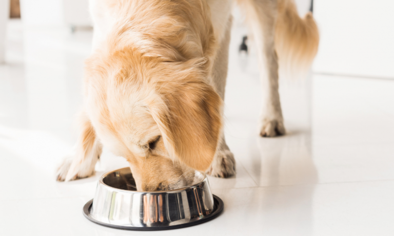 10 Best Dog Foods for Acid Reflux in 2023