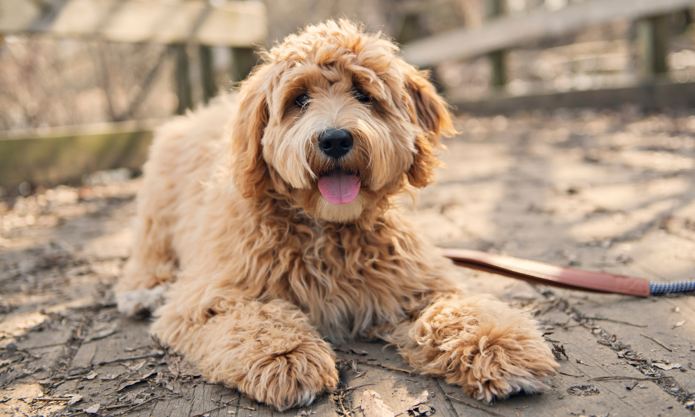 goldendoodle laying