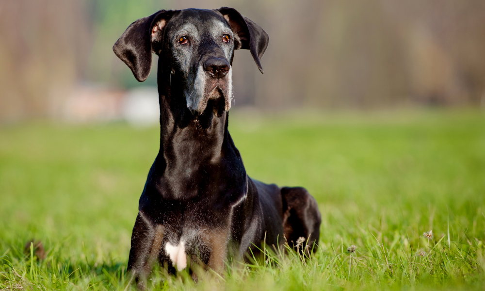 10 Best Dog Food For Great Danes [2022 Reviews]