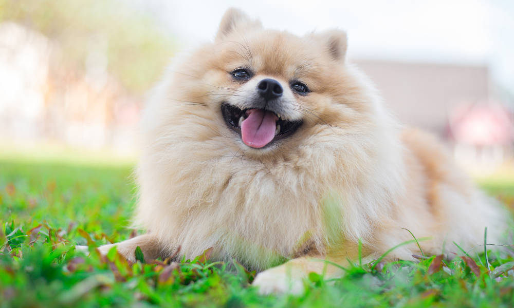 10 Best Dog Foods For Pomeranians In 2022 (Dry & Wet)