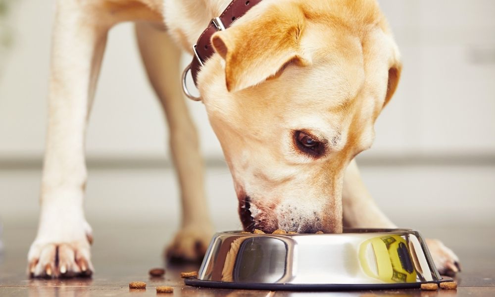 10 Best Low Carb Dog Foods [2022 Reviews]