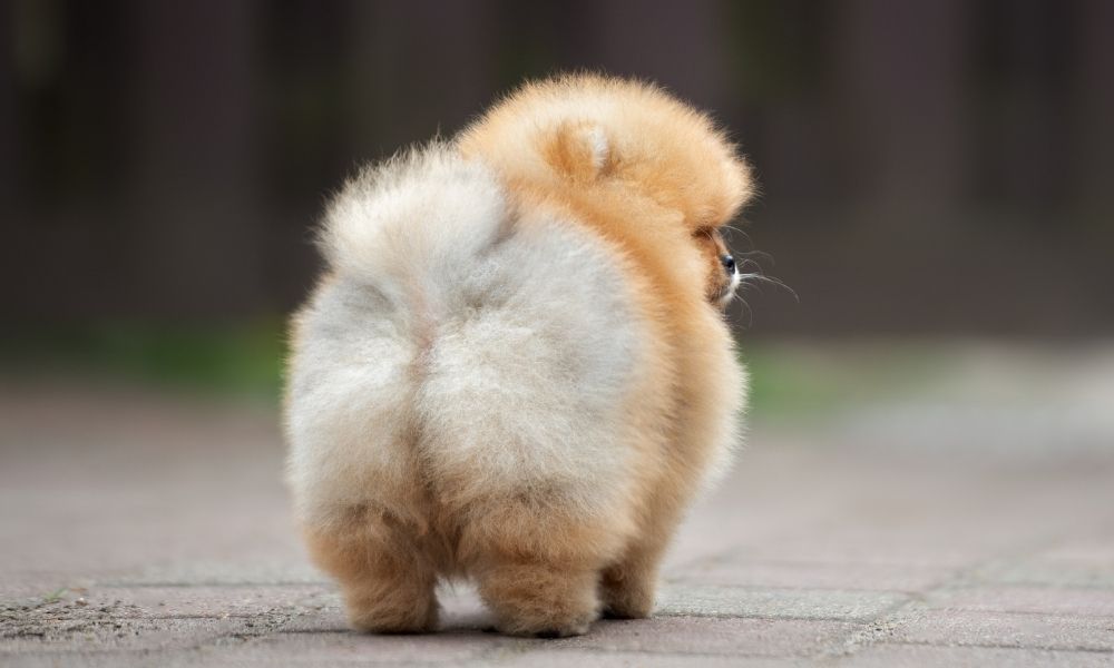 fluffy dog butt