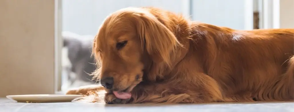 golden retriever licking paw