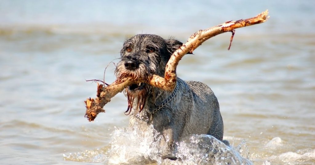 active dog with a stick fb