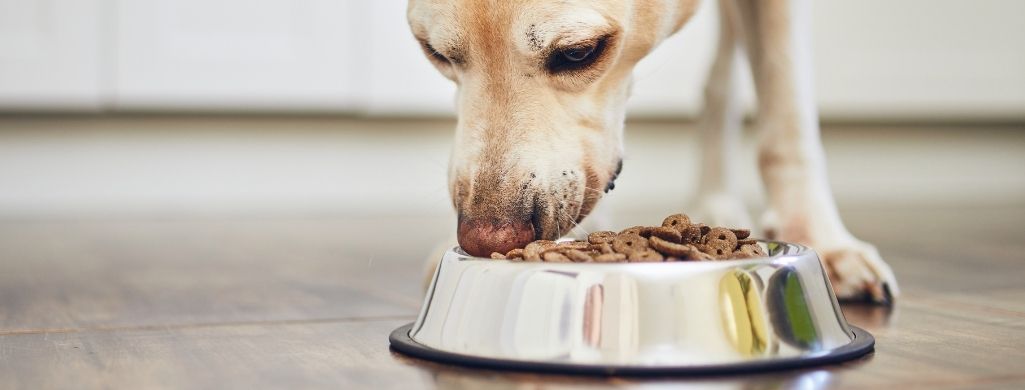 10 Best Low Carb Dog Foods [2023 Reviews]