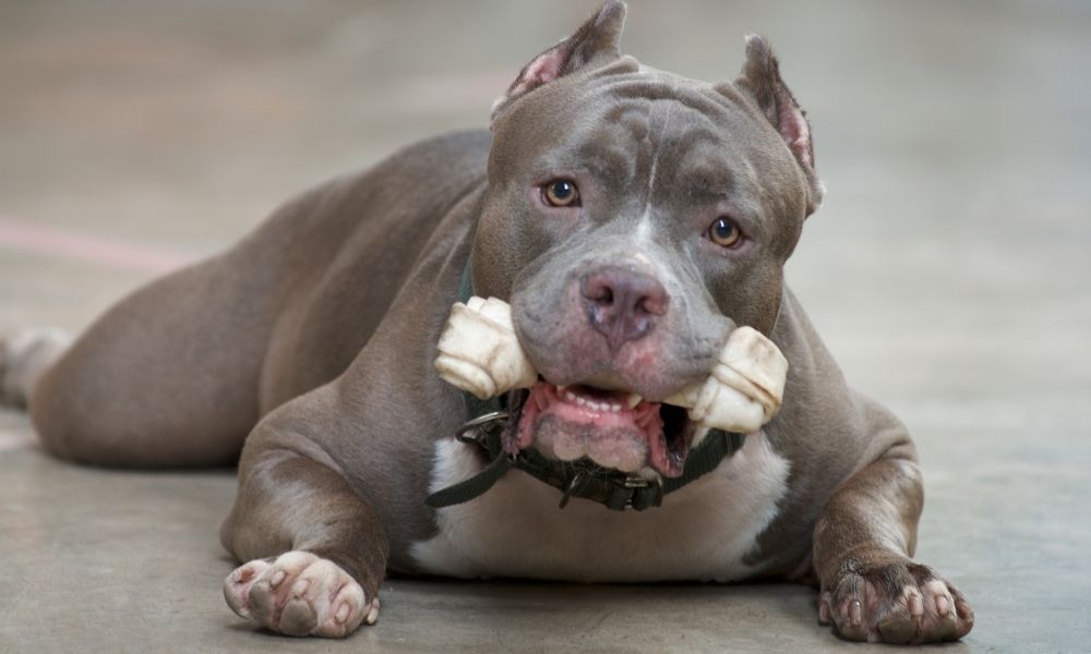 pitbull chewing bone