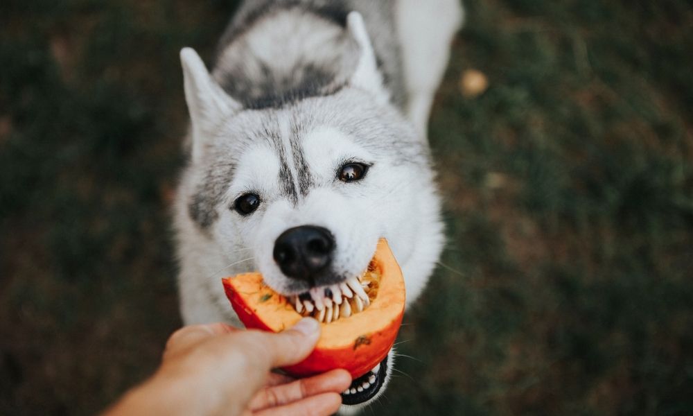 huskie eating pumpkin