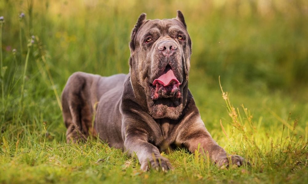 cane corso laying on grass