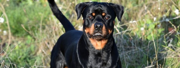 10 Best Dog Foods For Rottweilers In 2024   Rottweiler Dog 768x292 