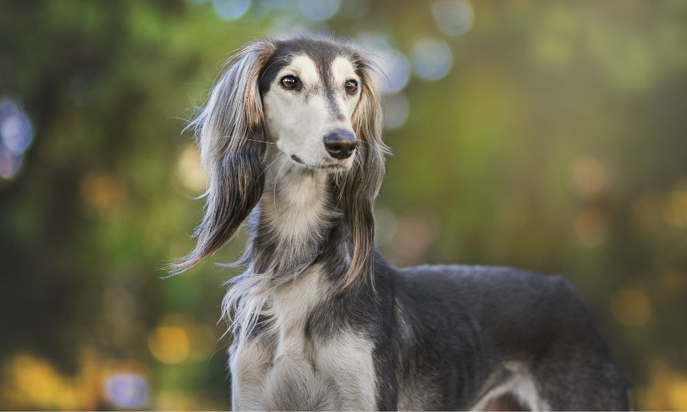 persian greyhound