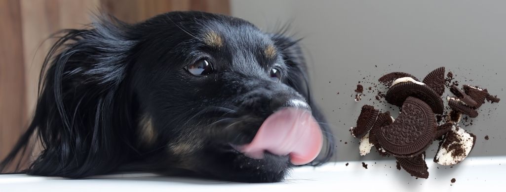 Can Dogs Eat Oreos? - Dog Food Heaven