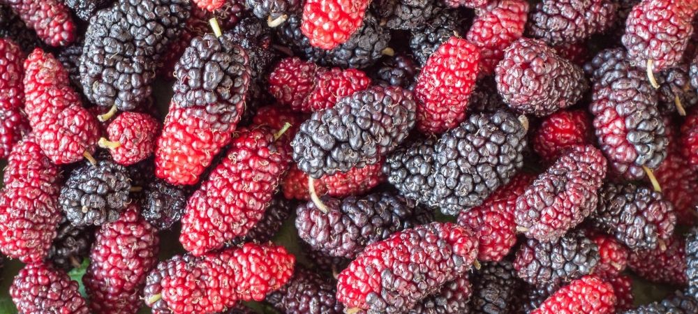 fresh mulberries