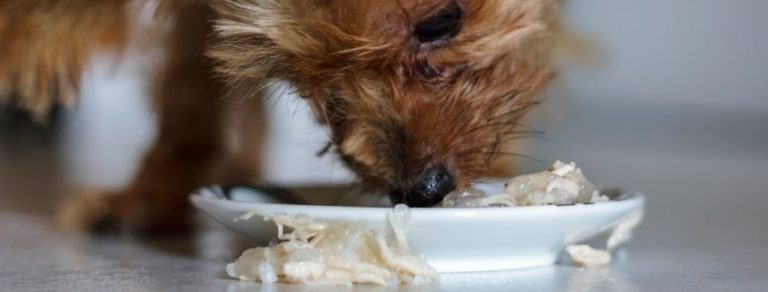 10-best-dog-foods-for-older-small-dogs-with-few-teeth-in-2023