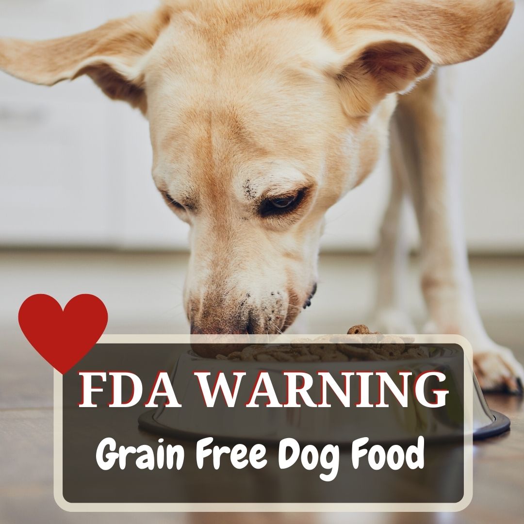 fda warning grain free food