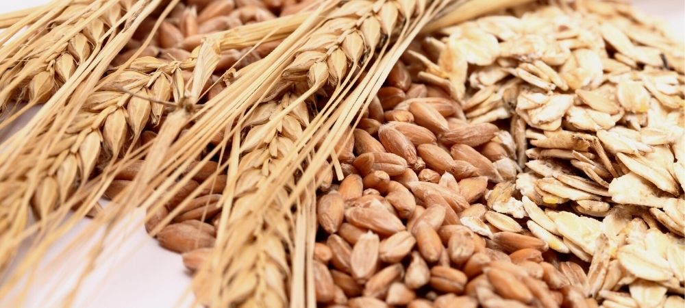 oat and wheat grains