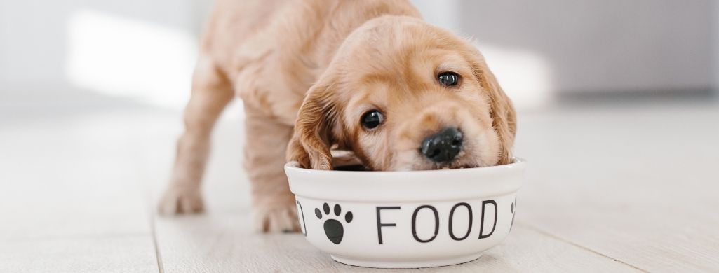 puppy eating food