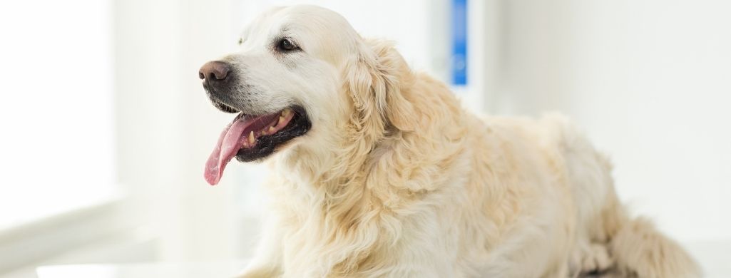 golden retriever dog at vet clinic