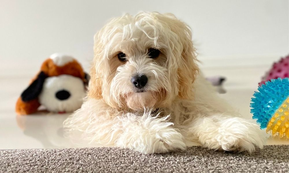 cavapoo with toys