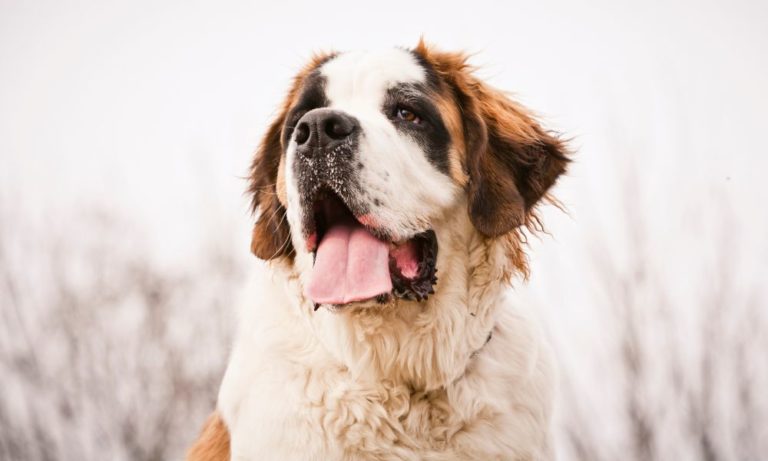 10 Best Dog Foods For St. Bernard in 2024 (Dry & Wet)